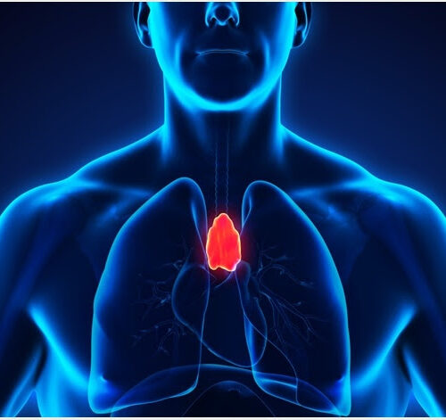 Effect of Stress on the Thymus – biological sciences