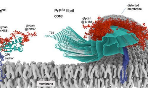 First atomic-level imaging of lethal prions provide sharpened focus for potential treatments