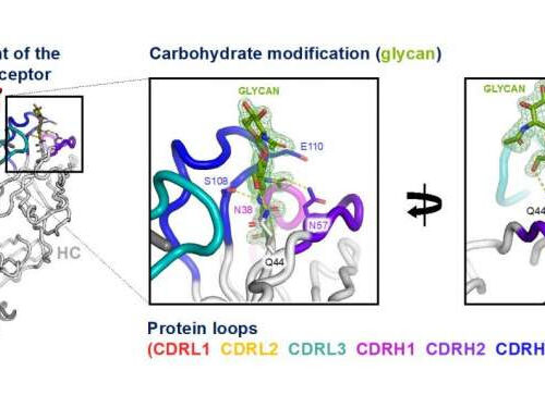 Fundamental feature of aggressive lymphomas discovered