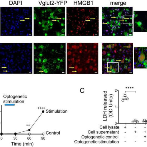 HMGB1 released from nociceptors mediates inflammation