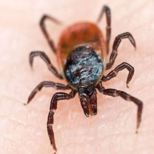 Lyme disease can wreak havoc on mental health