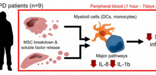 Phase 1 clinical study reveals how stem cells alleviate COPD inflammation in humans