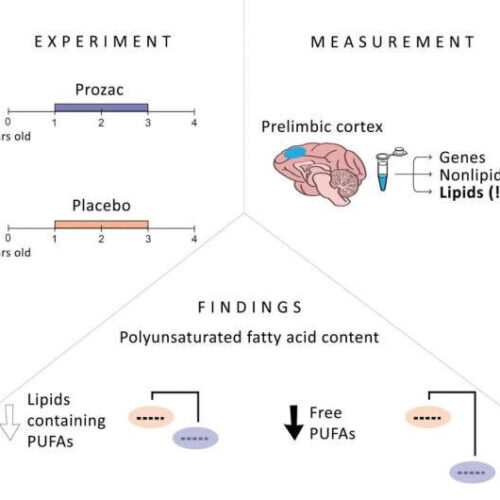 Prozac changes fat composition of the monkey brain