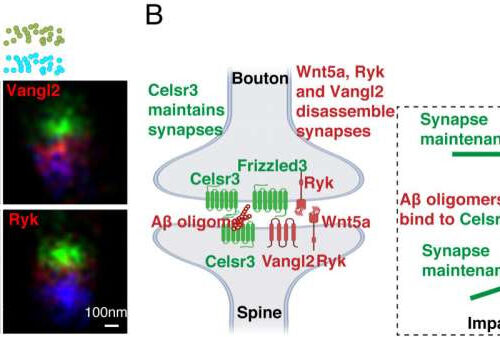 Researchers discover key mechanisms behind synapse degeneration in Alzheimer’s brain