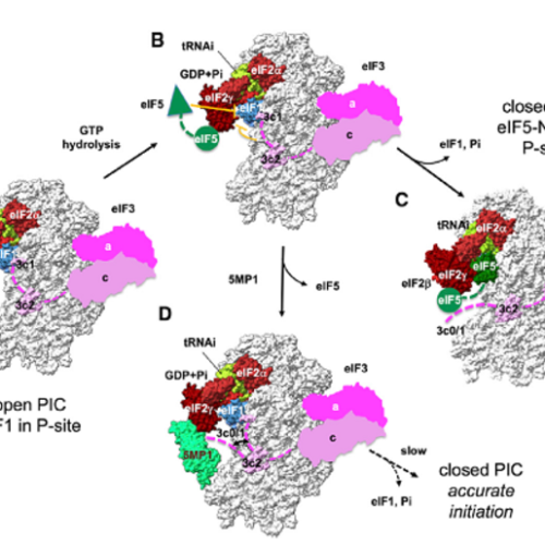 Researchers find protein may protect against neurodegenerative diseases