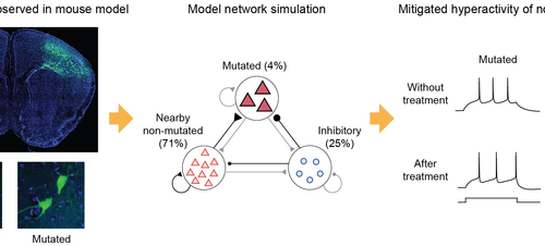 A mechanism underlying most common cause of epileptic seizures revealed