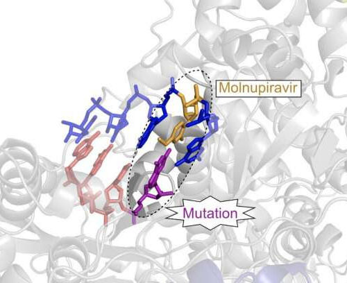 Molecular mechanisms of COVID drug candidate Molnupiravir unraveled