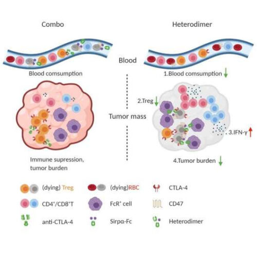 Increasing the immune system’s appetite for cancer protectors