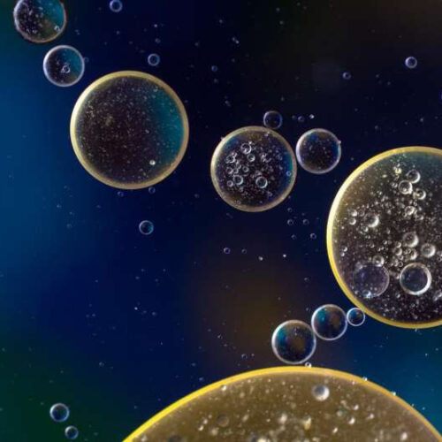 Key stem cell dormancy mechanism discovered