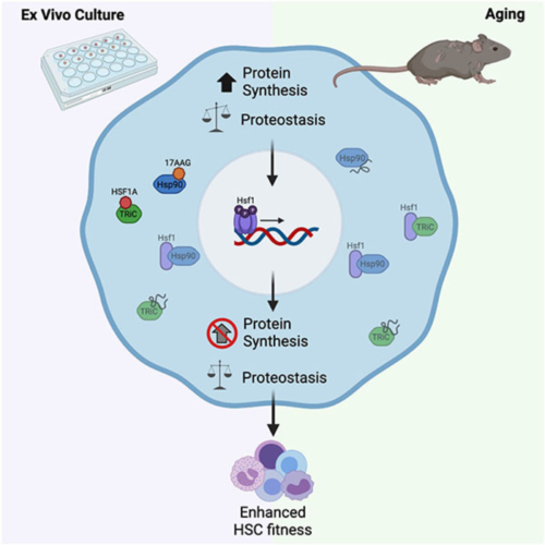 New blood: Lab-grown stem cells bode well for transplants, aging research