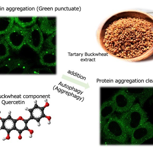 The good herb: buckwheat liquor helps cells clean house