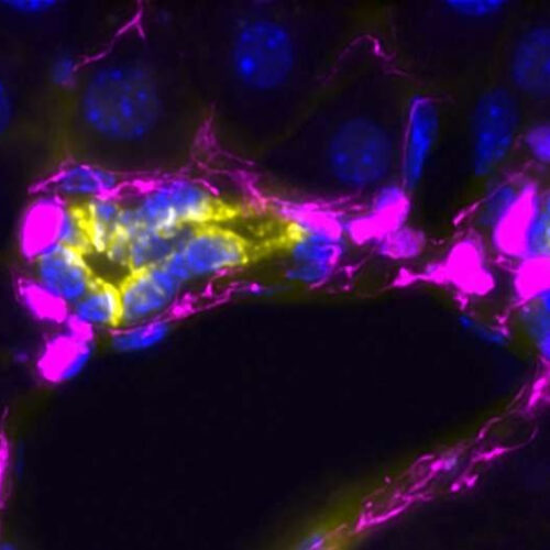 Researchers identify cell type that regulates liver regeneration with touch