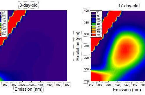 Easy detection of fluorescence emitted by protein behind aging