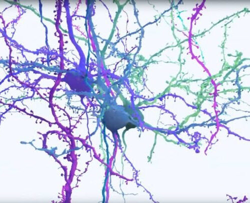 Scientists unveil brain wiring diagram with 200,000 cells and half a billion connections