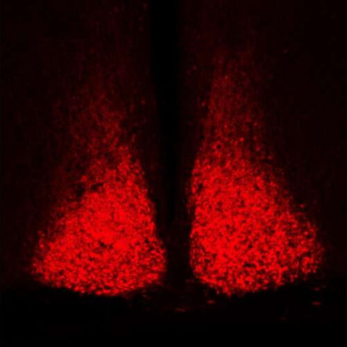 Known regulatory gene appears to be a master gear in the circadian clock