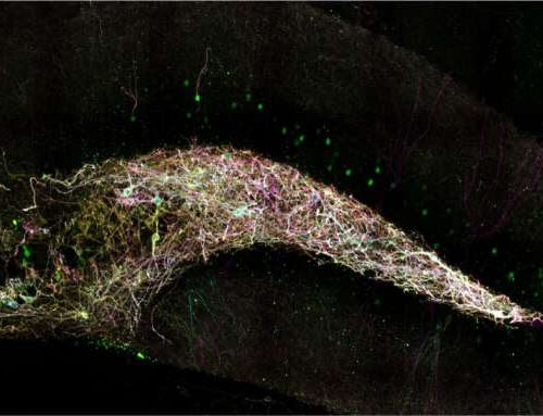 How sleep loss sabotages new memory storage in the hippocampus