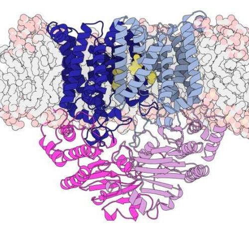 Starving the bacterium that causes pneumonia