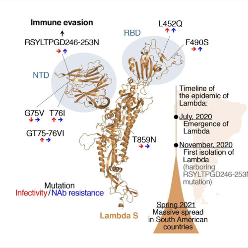 Scientists suspect Lambda SARS-CoV-2 variant most dangerous