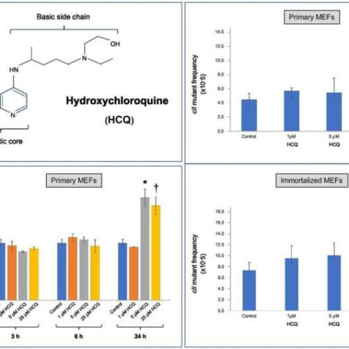 Study points to toxic potential of hydroxychloroquine in mammalian cells