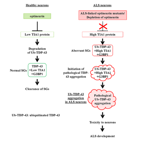 Scientists uncover key role for proteins involved in amyotrophic lateral sclerosis disease