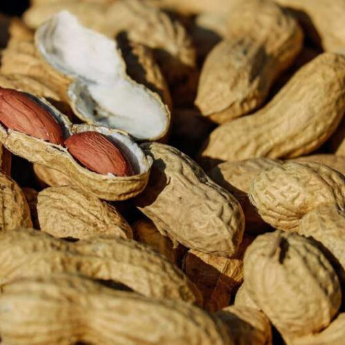 Frequent consumption of peanuts by cancer patients may increase risk of cancer spread