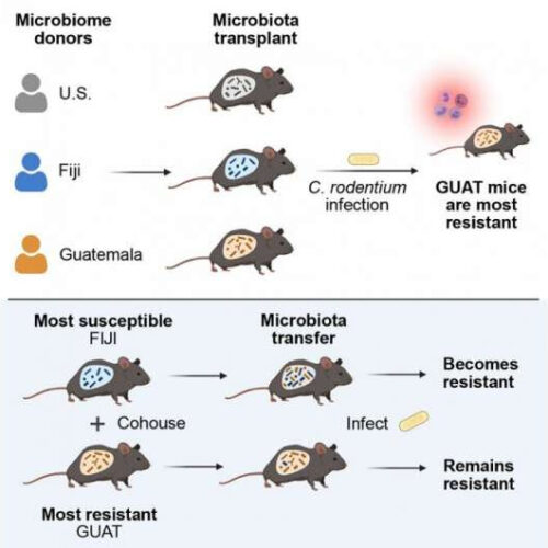 Geographic differences in gut microbiota boost immunity