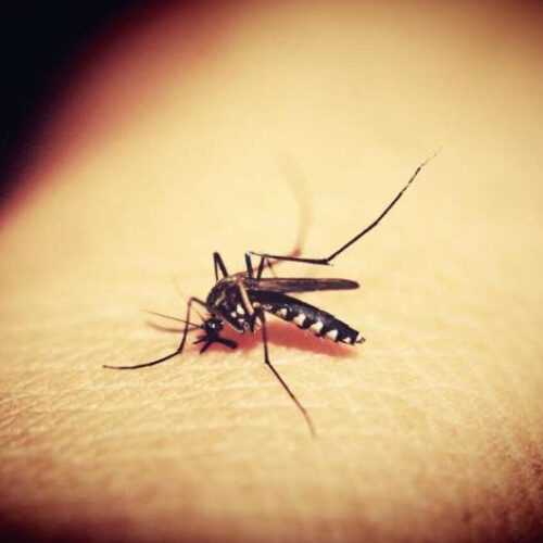 The antibody with a secret: Scientists uncover IgA antibodies’ ability to fight malaria