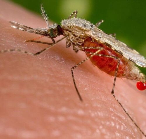 Biological engineers find a new target for malaria drugs