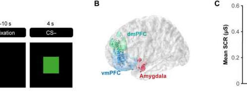 What happens in the brain during fear learning?