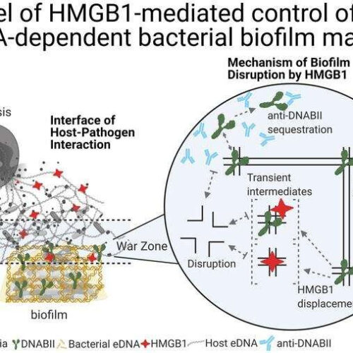 When dismantling bacterial biofilms, the first line of defense comes from within