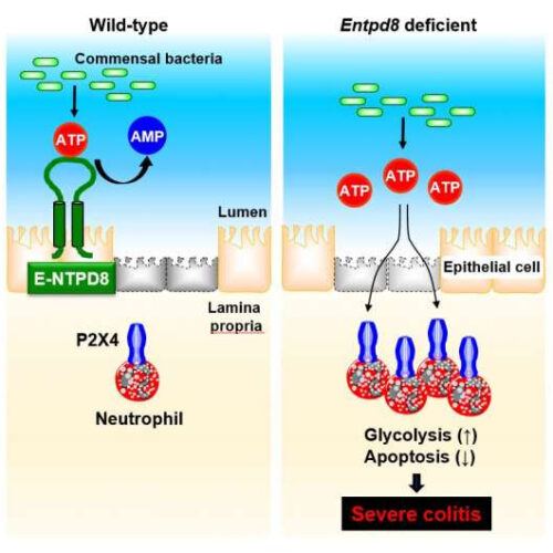 ATP-hydrolyzing ectoenzyme E-NTPD8 attenuates colitis