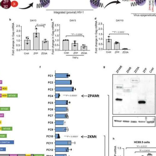 A novel method to block HIV in mice