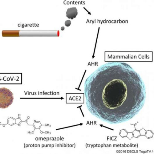 Drugs that mimic effects of cigarette smoke reduce SARS-CoV-2’s ability to enter cells