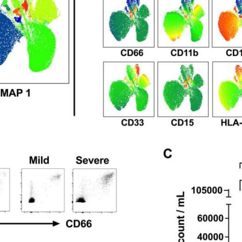 Granulocytes may weaken immune response in connection with COVID-19