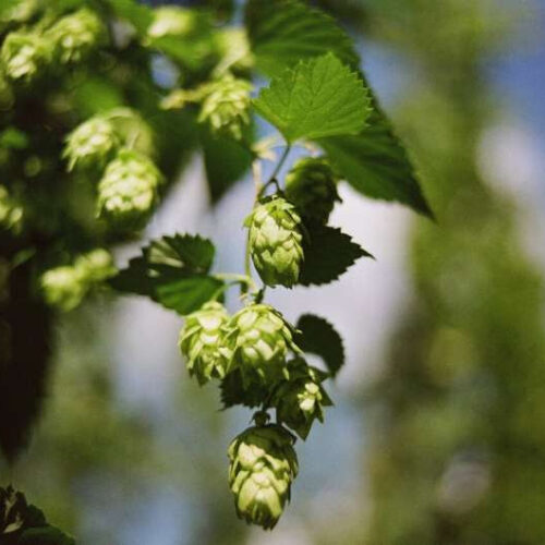 Gut microbes are key to health benefit delivered by hops compound