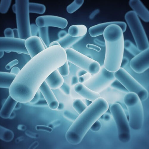 Gut bacteria might be an indicator of colon cancer risk