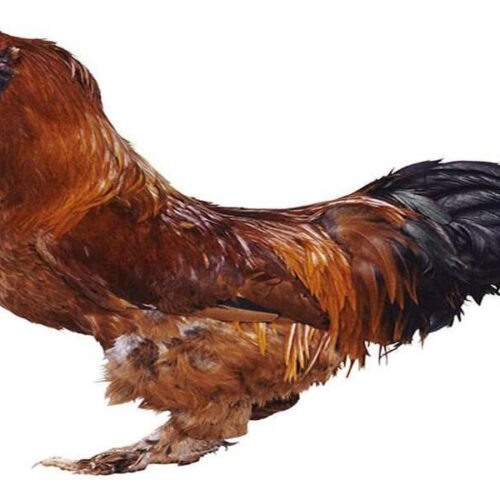 Hen hazard: Salmonella a threat from backyard chickens