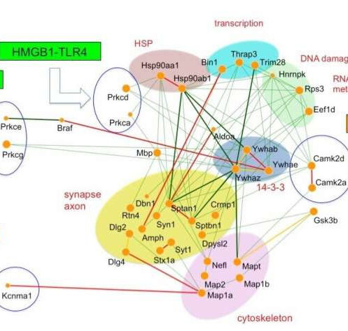 One protein to rule them all: A central target for treating dementia