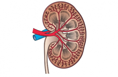 Scientists investigate how infection by SARS-CoV-2 can lead to kidney disorders