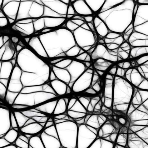 Single neurons might behave as networks