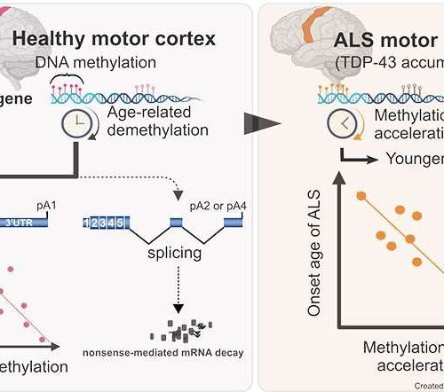 TDP-43 DNA methylation may contribute to the mystery of age-dependent motor cortex involvement in ALS