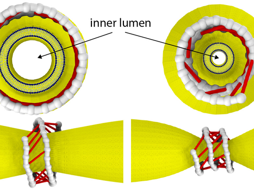 Understanding a nanomuscle