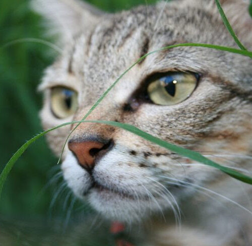 Cats less stressed after adoption by families with children with autism