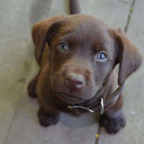 Pet store puppies passing drug-resistant bacteria to people