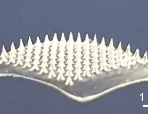 Microneedle patch delivers COVID-19 DNA vaccine; doesn’t require cold storage