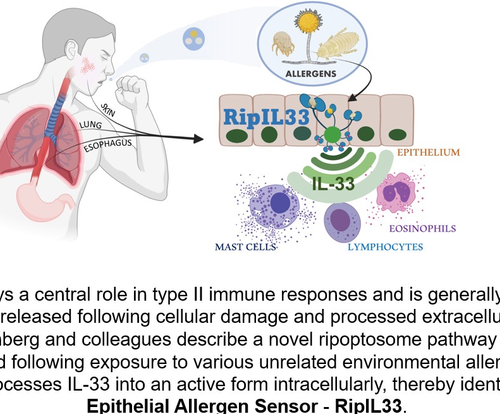 Discovery of rapid-response signaling platform suggests new path for blocking allergic inflammation