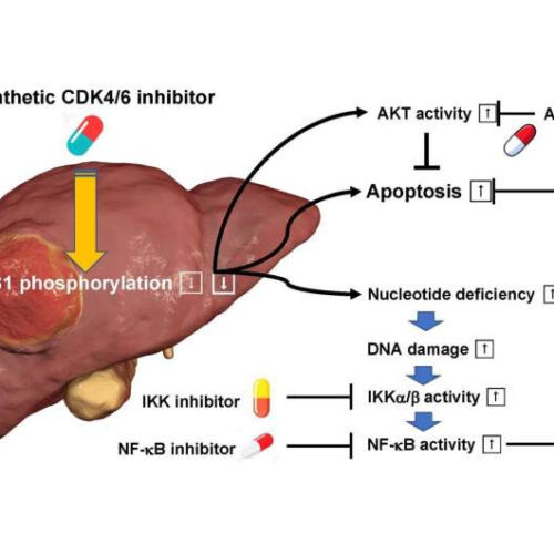 New therapeutic method combined with synthetic CDK4/6 inhibitors for refractory cancers