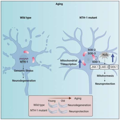 Role of DNA base excision repair in the pathogenesis of Parkinsonʼs disease