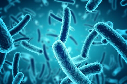 “Good” bacteria that eliminate “bad” bacteria