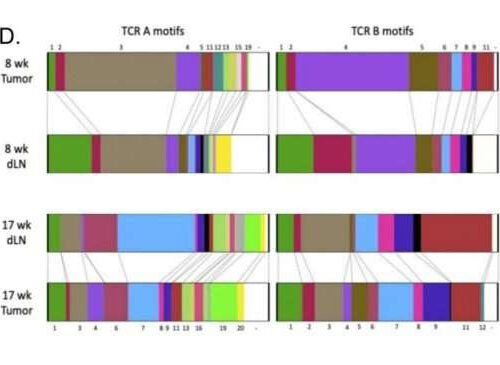 Study shows stem-like T cells could aid immunotherapy in cancer treatment